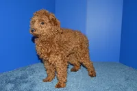 Bear, a male Poodle - Toy  for sale in Fountain Inn, SC – 5 of 8