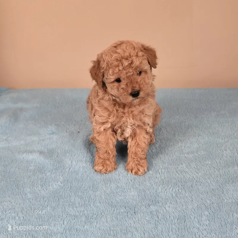 Amy – Maltipoo puppy for sale in Fountain Inn, SC