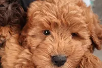 Daren, a male Miniature Goldendoodle for sale in Fountain Inn, SC – Photo 3 of 10