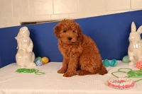 Daren, a male Miniature Goldendoodle for sale in Fountain Inn, SC – Photo 5 of 10