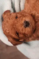 Daren, a male Miniature Goldendoodle for sale in Fountain Inn, SC – Photo 2 of 10