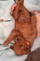 Daren, a male Miniature Goldendoodle for sale in Fountain Inn, SC – Photo 7 of 10