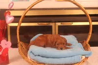 Daren, a male Miniature Goldendoodle for sale in Fountain Inn, SC – Photo 5 of 10