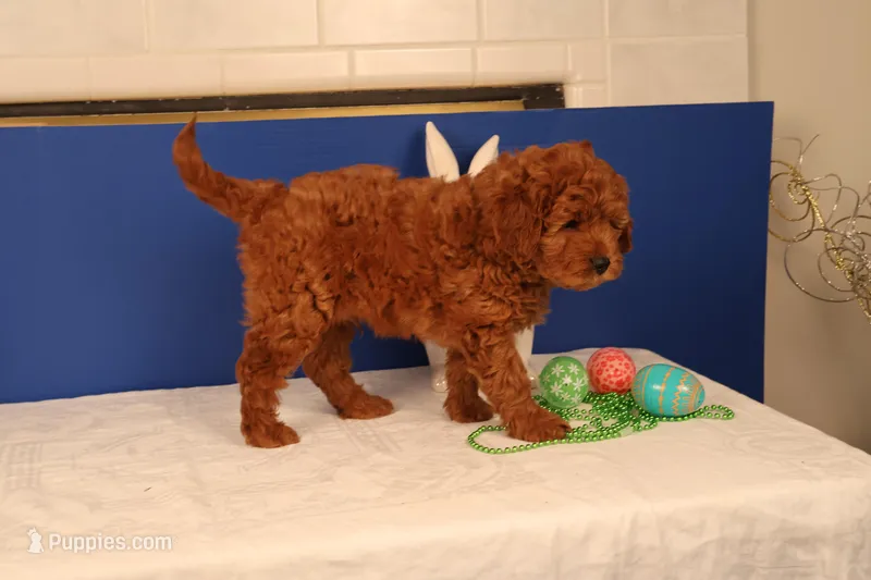 Daren – Miniature Goldendoodle puppy for sale in Fountain Inn, SC
