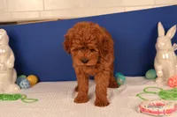 Daren, a male Miniature Goldendoodle for sale in Fountain Inn, SC – Photo 8 of 10