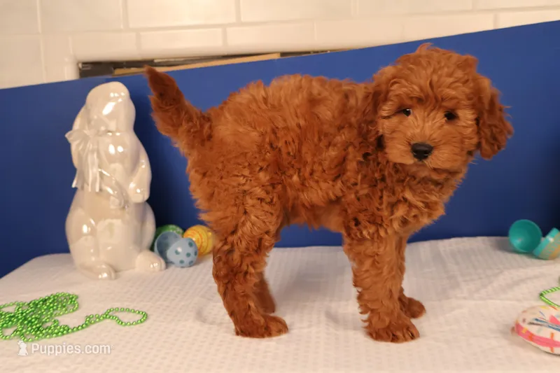 Daren – Miniature Goldendoodle puppy for sale in Fountain Inn, SC