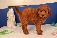 Daren, a male Miniature Goldendoodle for sale in Fountain Inn, SC – Photo 1 of 10