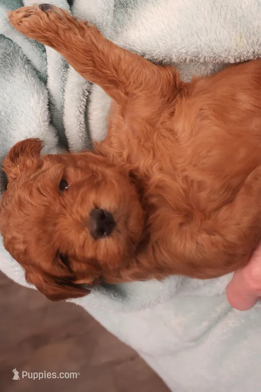 Daren, a male Miniature Goldendoodle for sale in Fountain Inn, SC – Photo 1 of 10