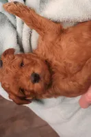 Daren, a male Miniature Goldendoodle for sale in Fountain Inn, SC – Photo 1 of 10