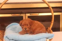Daren, a male Miniature Goldendoodle for sale in Fountain Inn, SC – Photo 8 of 10