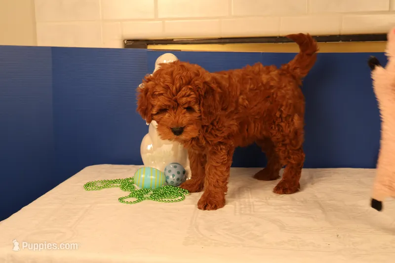 Daren – Miniature Goldendoodle puppy for sale in Fountain Inn, SC