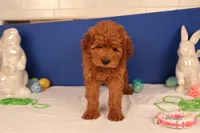 Daren, a male Miniature Goldendoodle for sale in Fountain Inn, SC – Photo 7 of 10