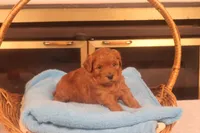 Daren, a male Miniature Goldendoodle for sale in Fountain Inn, SC – Photo 9 of 10