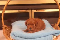Daren, a male Miniature Goldendoodle for sale in Fountain Inn, SC – Photo 10 of 10