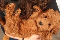 Daren, a male Miniature Goldendoodle for sale in Fountain Inn, SC – Photo 4 of 10