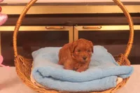 Daren, a male Miniature Goldendoodle for sale in Fountain Inn, SC – Photo 6 of 10