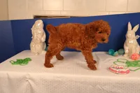 Daren, a male Miniature Goldendoodle for sale in Fountain Inn, SC – Photo 2 of 10