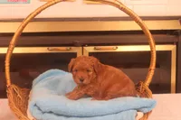 Daren, a male Miniature Goldendoodle for sale in Fountain Inn, SC – Photo 3 of 10