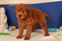 Daren, a male Miniature Goldendoodle for sale in Fountain Inn, SC – Photo 9 of 10