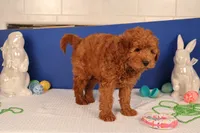Daren, a male Miniature Goldendoodle for sale in Fountain Inn, SC – Photo 10 of 10