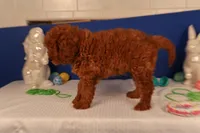 Daren, a male Miniature Goldendoodle for sale in Fountain Inn, SC – Photo 6 of 10