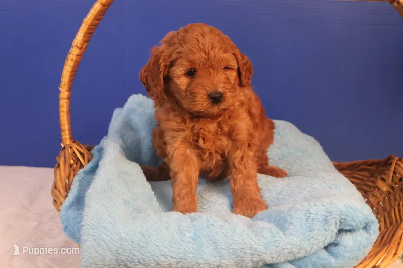 Daren – Miniature Goldendoodle puppy for sale in Fountain Inn, SC