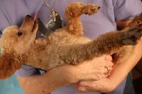 Bentley, a male Poodle - Toy  for sale in Fountain Inn, SC – 6 of 7