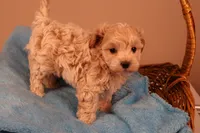 Bailey, a female Maltipoo for sale in Fountain Inn, SC – 2 of 10