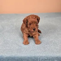 Charlie, a female Maltipoo and Poodle - Toy  for sale in Fountain Inn, SC – 6 of 10
