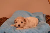 Bailey, a female Maltipoo for sale in Fountain Inn, SC – 4 of 10
