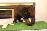 Finn, a male Miniature Aussiedoodle for sale in Fountain Inn, SC – Photo 6 of 10