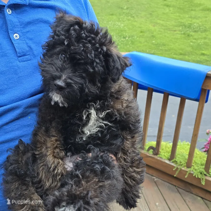Finn, a male Miniature Aussiedoodle for sale in Fountain Inn, SC – Photo 1 of 10