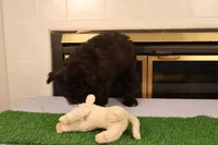 Finn, a male Miniature Aussiedoodle for sale in Fountain Inn, SC – Photo 4 of 10