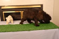 Finn, a male Miniature Aussiedoodle for sale in Fountain Inn, SC – Photo 2 of 10