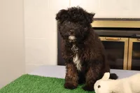 Finn, a male Miniature Aussiedoodle for sale in Fountain Inn, SC – Photo 8 of 10