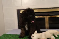 Finn, a male Miniature Aussiedoodle for sale in Fountain Inn, SC – Photo 3 of 10