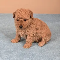 Amy, a female Maltipoo for sale in Fountain Inn, SC – 7 of 10