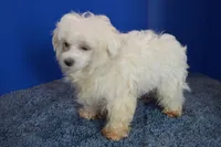 Pearl, a female Maltese for sale in Fountain Inn, SC – 4 of 6