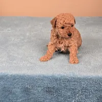 Amy, a female Maltipoo for sale in Fountain Inn, SC – 8 of 10
