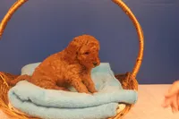 Gunner, a male Miniature Goldendoodle for sale in Fountain Inn, SC – Photo 6 of 10