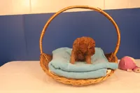 Gunner, a male Miniature Goldendoodle for sale in Fountain Inn, SC – Photo 5 of 10