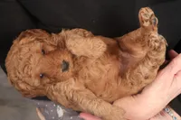Gunner, a male Miniature Goldendoodle for sale in Fountain Inn, SC – Photo 2 of 10