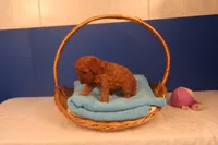 Gunner, a male Miniature Goldendoodle for sale in Fountain Inn, SC – Photo 3 of 10