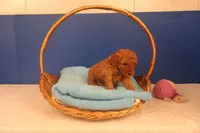 Gunner, a male Miniature Goldendoodle for sale in Fountain Inn, SC – Photo 7 of 10