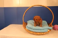 Gunner, a male Miniature Goldendoodle for sale in Fountain Inn, SC – Photo 1 of 10