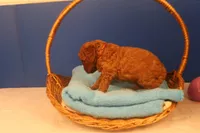 Gunner, a male Miniature Goldendoodle for sale in Fountain Inn, SC – Photo 10 of 10