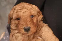 Gunner, a male Miniature Goldendoodle for sale in Fountain Inn, SC – Photo 8 of 10