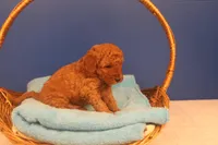 Gunner, a male Miniature Goldendoodle for sale in Fountain Inn, SC – Photo 9 of 10