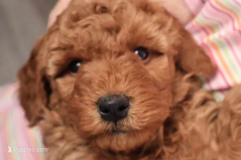 Gunner – Miniature Goldendoodle puppy for sale in Fountain Inn, SC