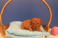 Gunner, a male Miniature Goldendoodle for sale in Fountain Inn, SC – Photo 4 of 10
